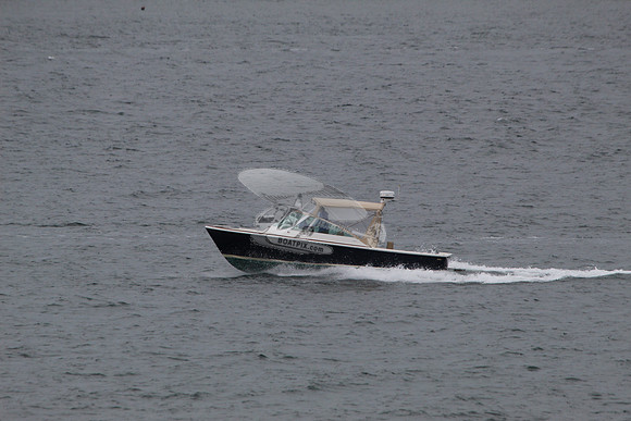 Beagle.02
