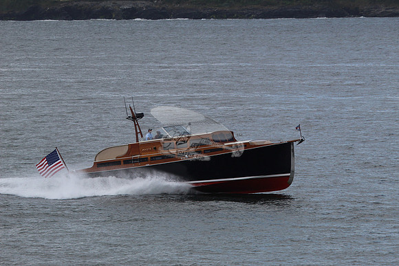 Avocette.03