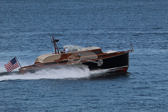 Avocette.14