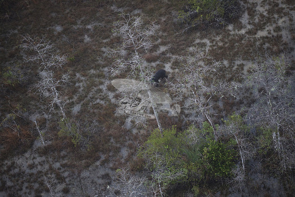 bear in the woods.8441