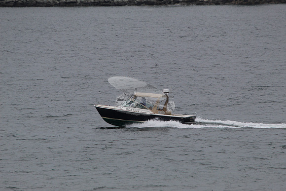 Beagle.06
