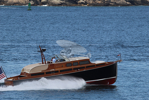 Avocette.15