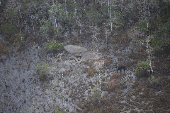bear in the woods.8452