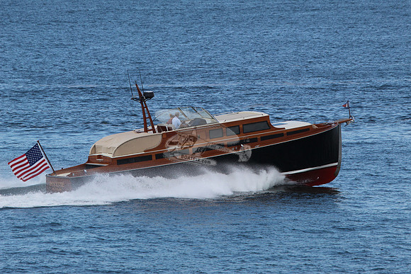 Avocette.16