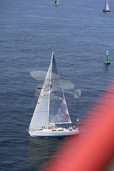3.stormy petrel.03