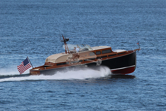 Avocette.19