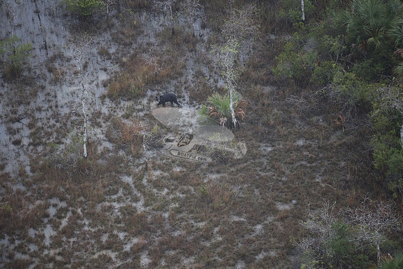 bear in the woods.8454