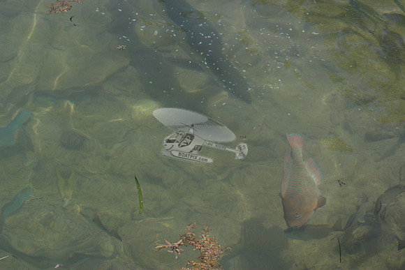 fish.0347