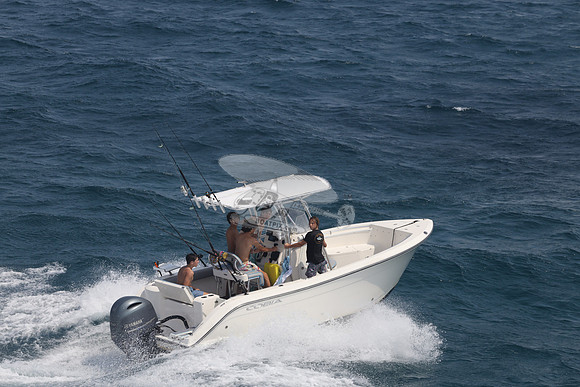 COBIA.WHITE.01