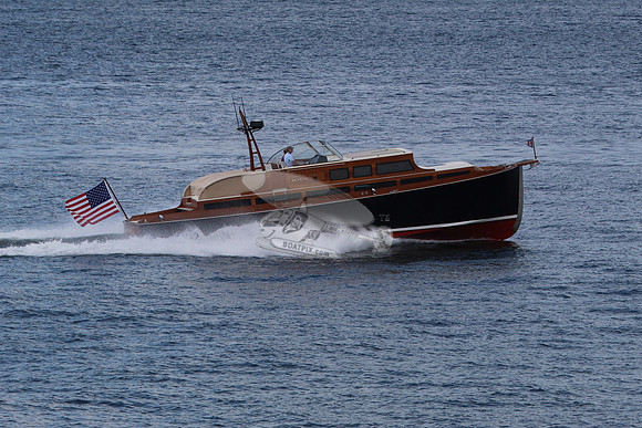 Avocette.10