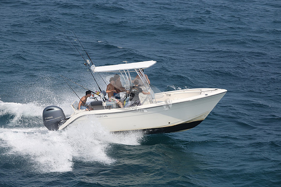 COBIA.WHITE.11