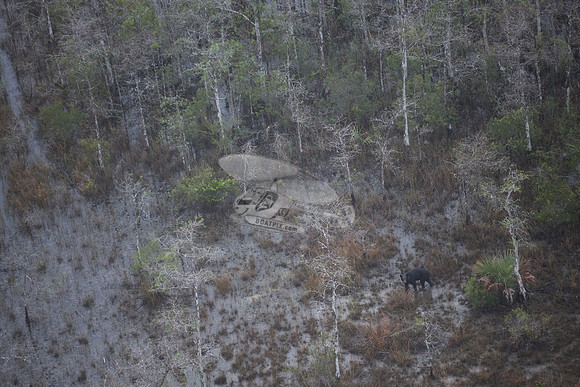 bear in the woods.8453