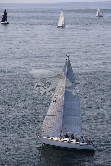 61.cetacean.3
