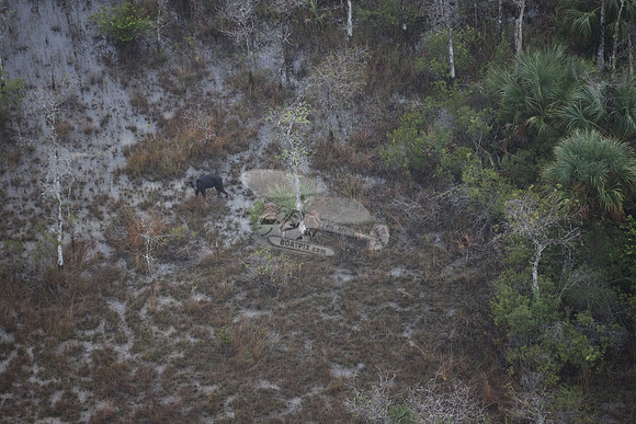 bear in the woods.8456
