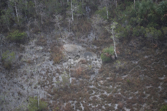 bear in the woods.8451