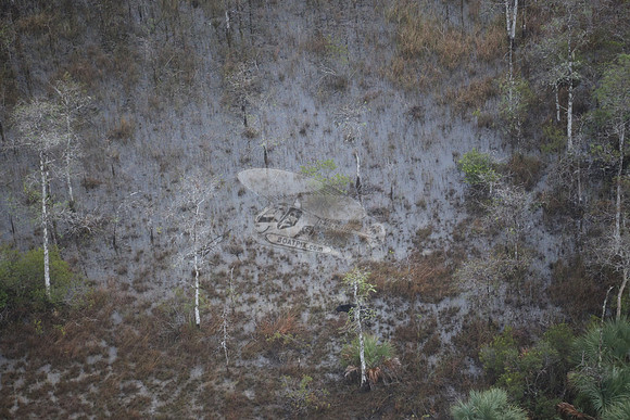 bear in the woods.8460
