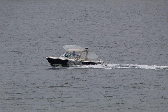 Beagle.08