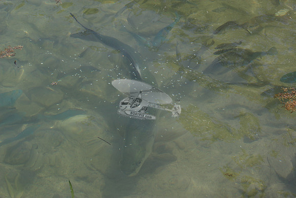 fish.0348