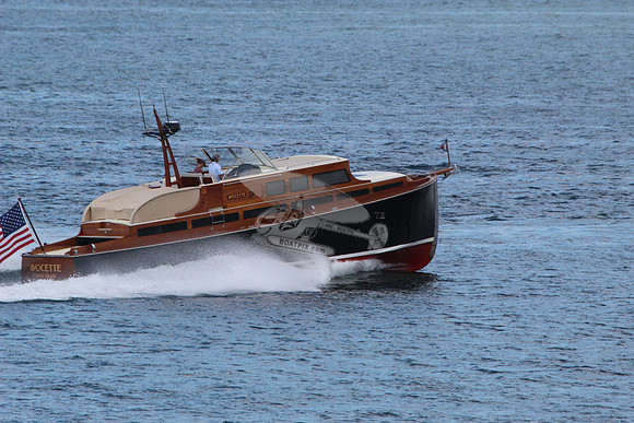 Avocette.22