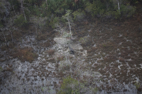 bear in the woods.8447