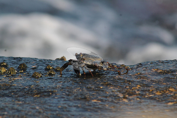 CRAB.04