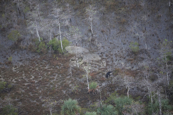 bear in the woods.8463