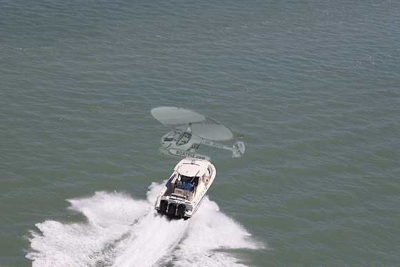 cobia.3 merc.6
