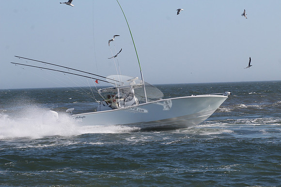 fishbox.yellowfin.7995