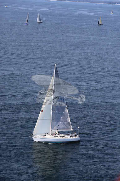 3.stormy petrel.02