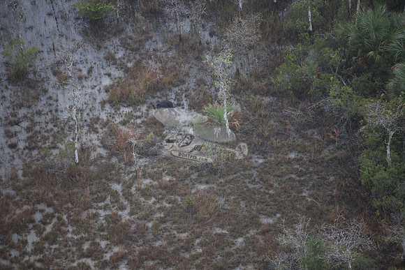 bear in the woods.8455