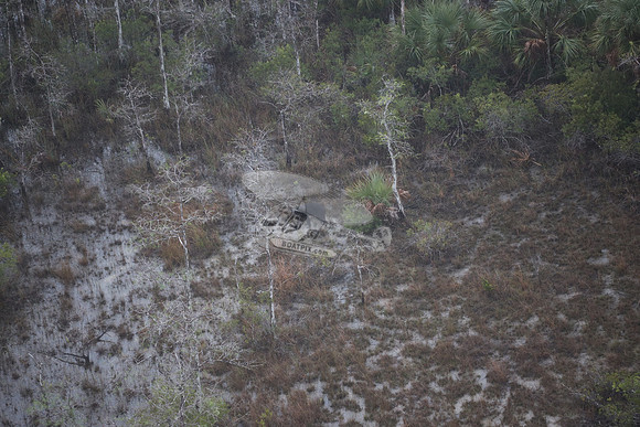 bear in the woods.8450
