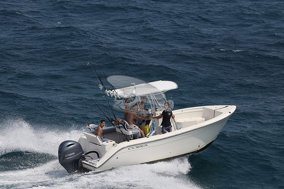 COBIA.WHITE.02