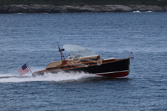Avocette.07