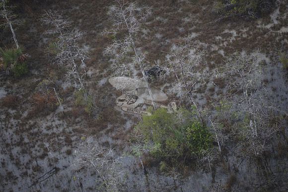 bear in the woods.8443