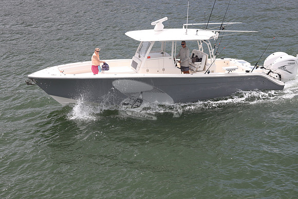 cobia 350.gray.3