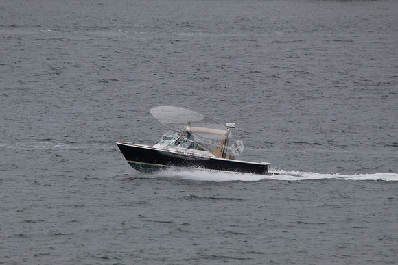 Beagle.03