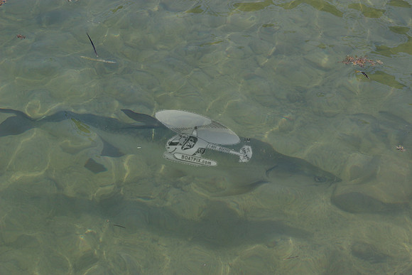 fish.0351