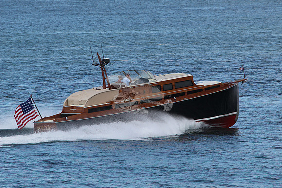 Avocette.20