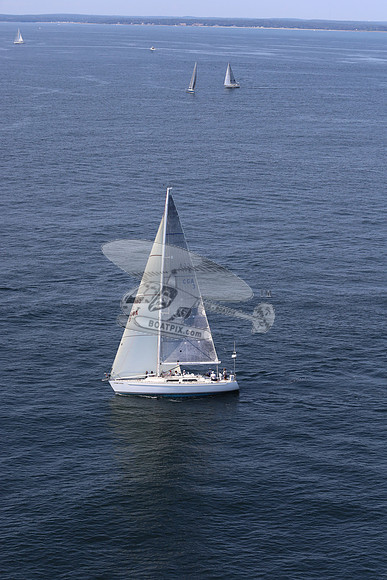 3.stormy petrel.01