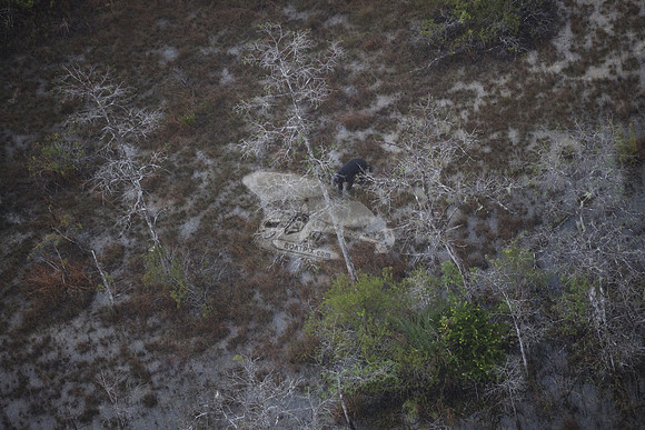 bear in the woods.8442