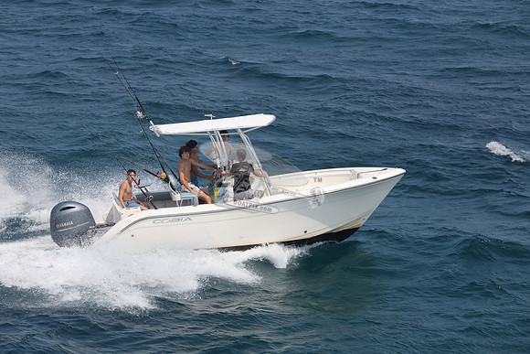COBIA.WHITE.08