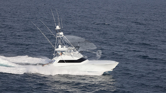 CHASIN TAIL.SINGER ISLAND.2957