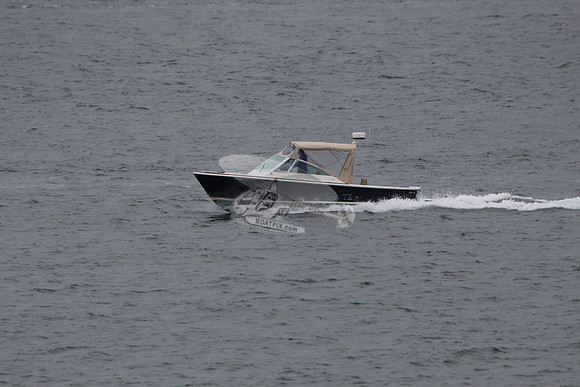 Beagle.01