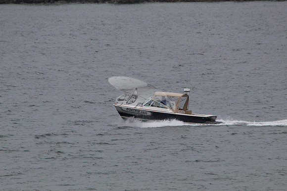 Beagle.05