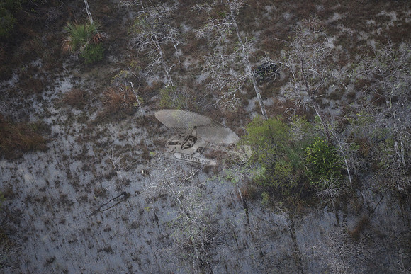 bear in the woods.8444