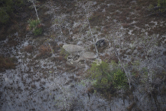 bear in the woods.8445