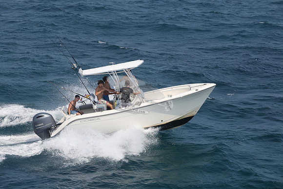 COBIA.WHITE.10