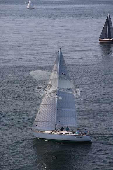 61.cetacean.2