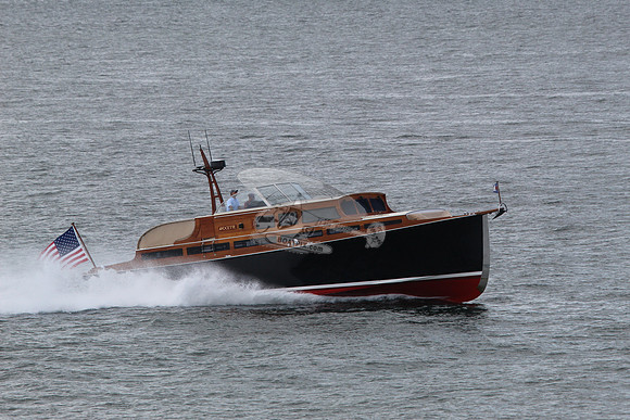 Avocette.02