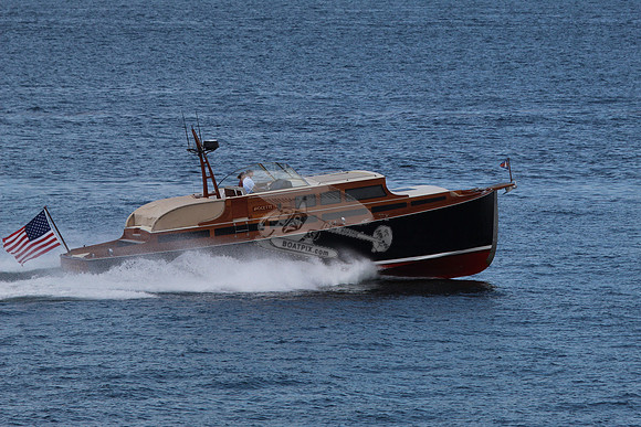 Avocette.13